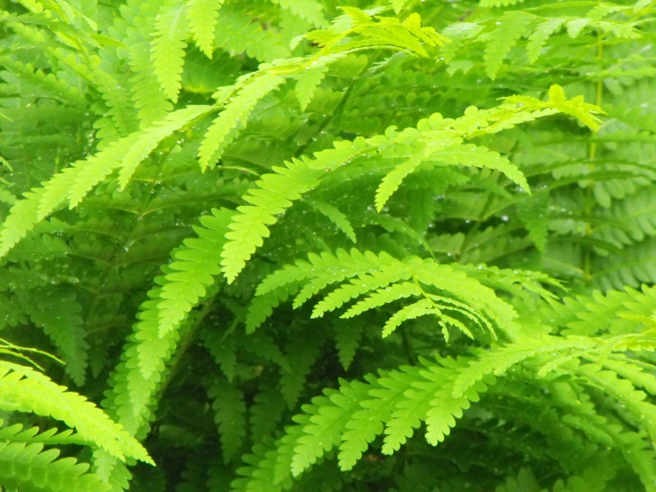 a bunch of very large green plants with lots of leaves