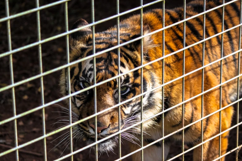 an animal in captivity looking at the camera