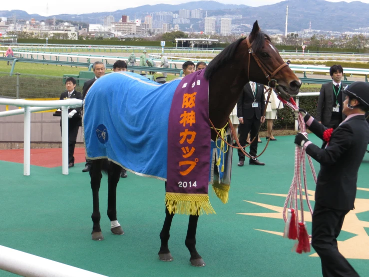 a horse being dressed in blue and red