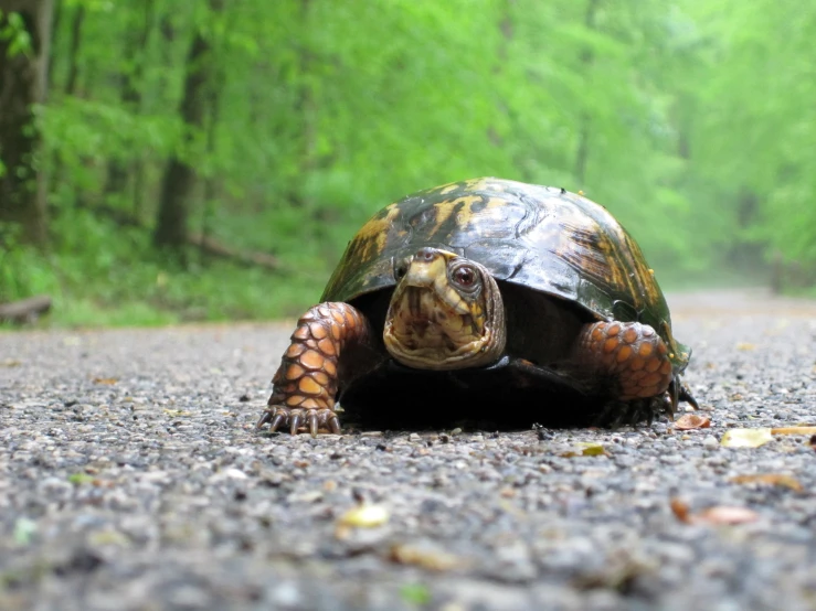 a tortoise on a road in a forested area