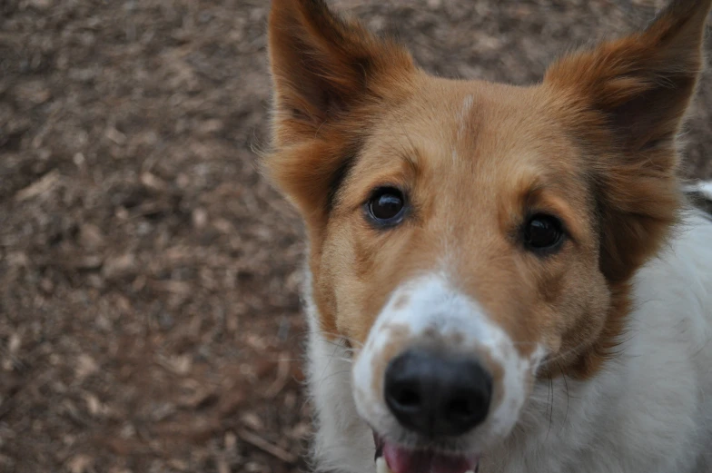 a close up s of a dog with it's mouth open