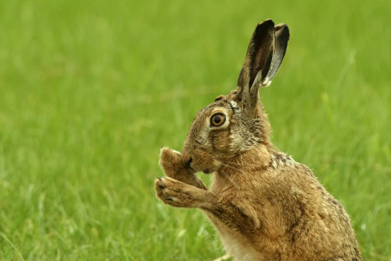 the rabbit is sitting on it's hind legs