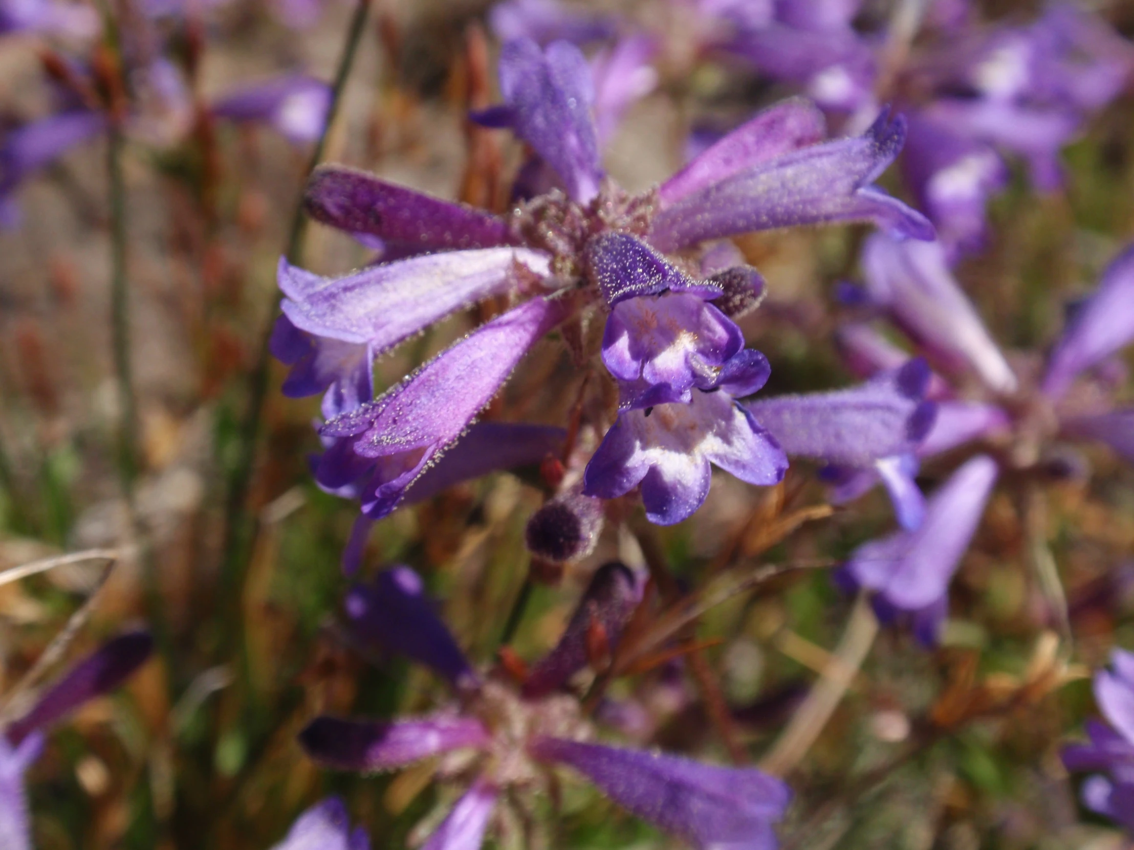 a closeup s of the bright purple flowers