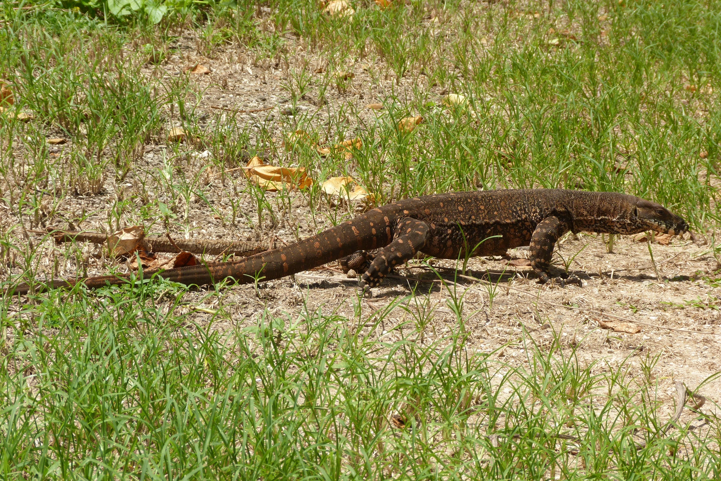 a small lizard is running through the grass