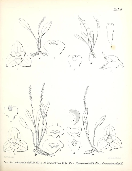 a drawing of various plants and plants that are drawn