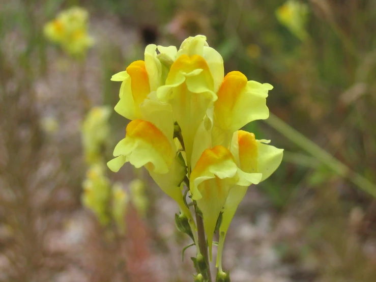 a close up of a yellow flower with lots of leaves