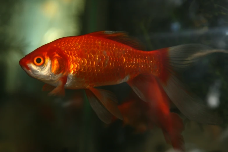 an orange fish swims in the water next to a green plant