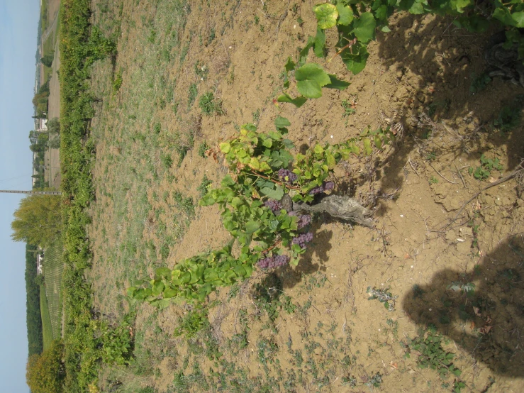 a small tree in the middle of a field