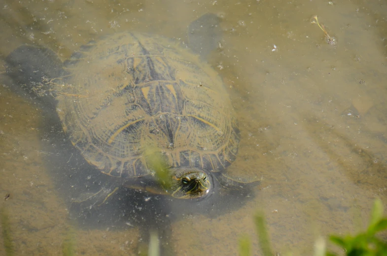 a turtle in a shallow lake with algae