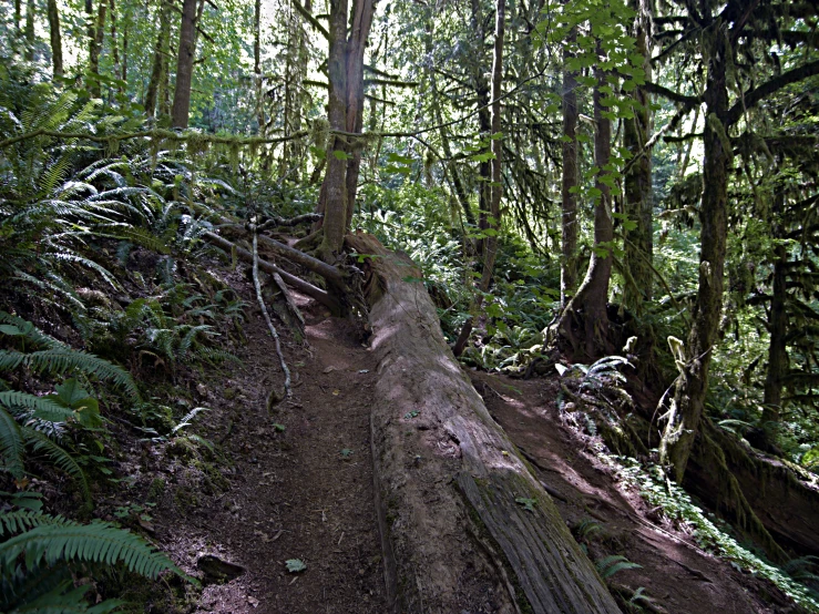 a dirt trail in the middle of a wooded area