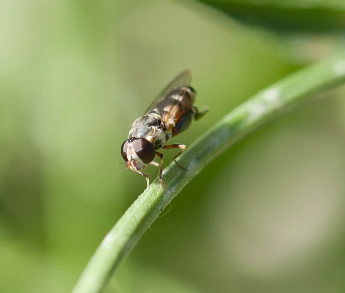 the insect is sitting on a green stem