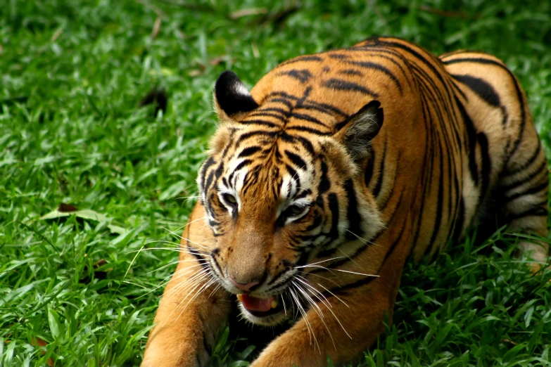 a tiger is laying down in a grassy area