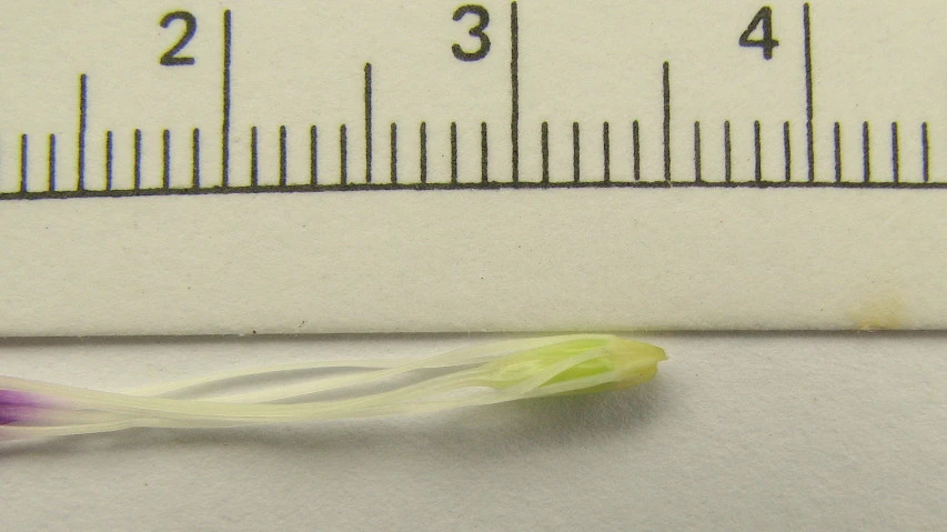 a white flower that is sitting by some measuring tape