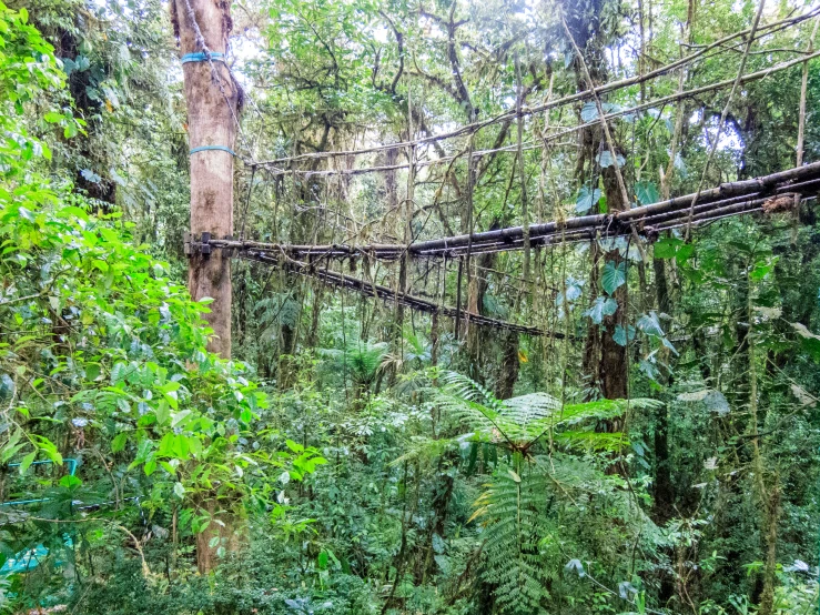 a man stands on a rope bridge in the jungle