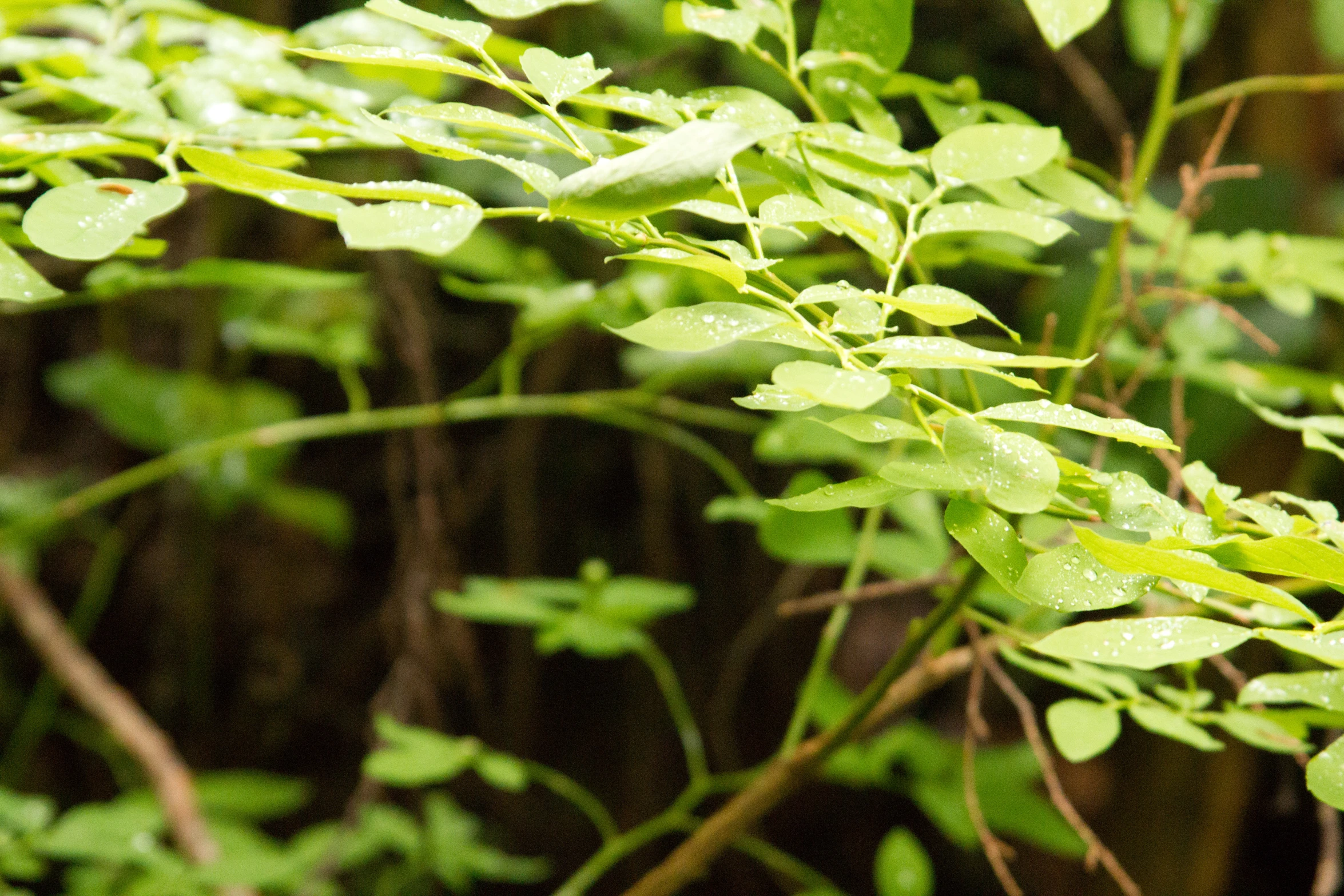 green leaves hang from a tree nch with water drops