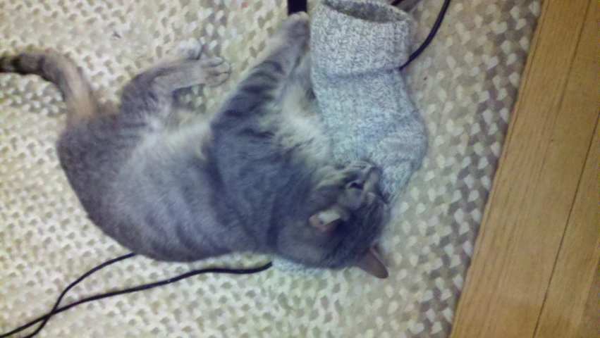 a cat is laying down and scratching a sock