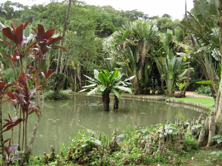 a pond with plants and flowers inside of it