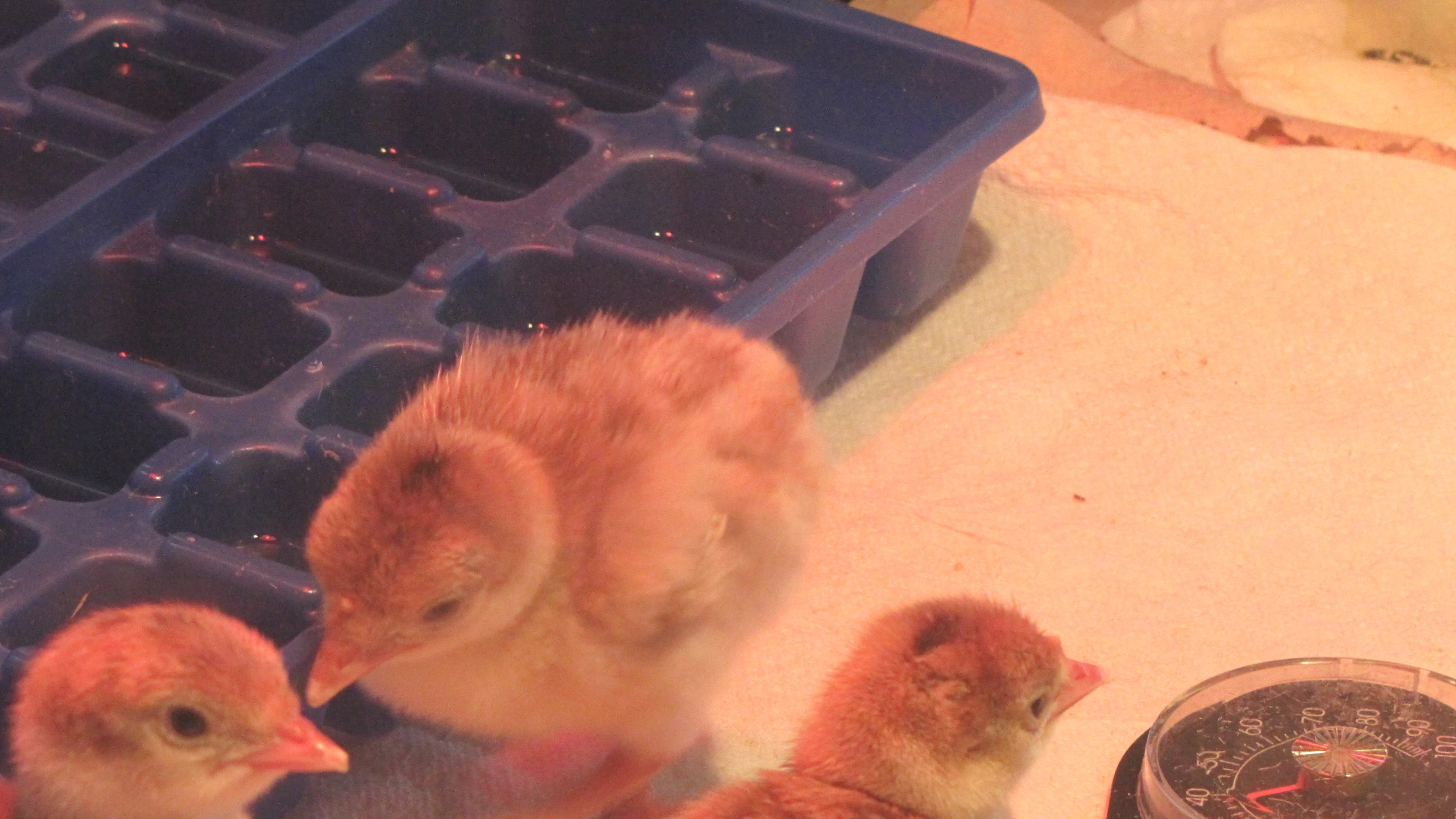 two little chicks are looking at themselves in a pen