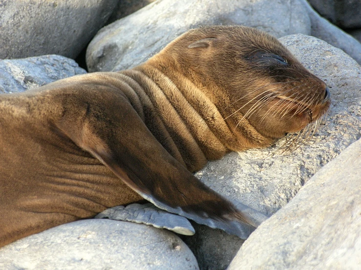 a sea lion is laying on some rocks