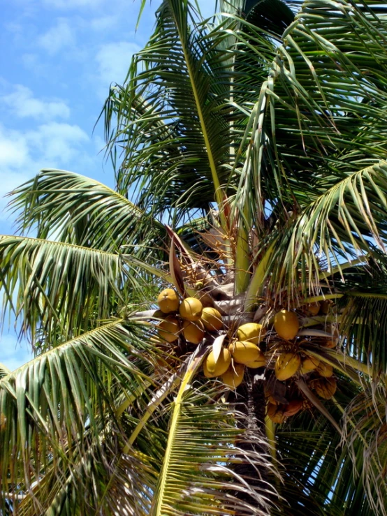 some palm trees with some unripe bananas
