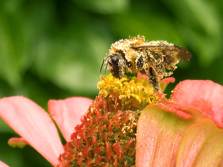 a honey bee on a flower with lots of nectar