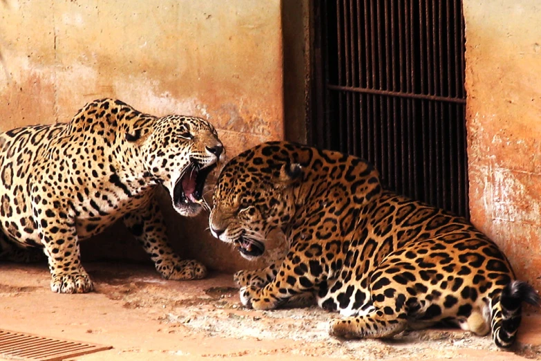 two large cheetah on the ground in front of a building