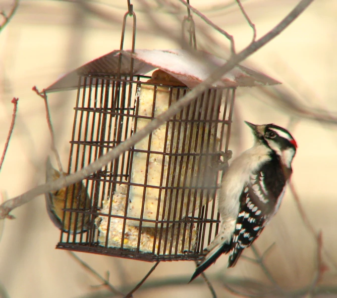 a bird that is sitting on a cage