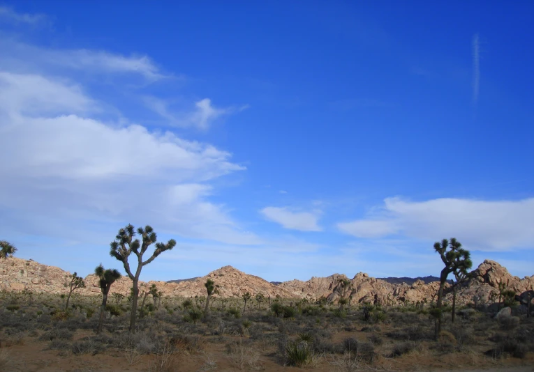 there are several joshua trees in the desert