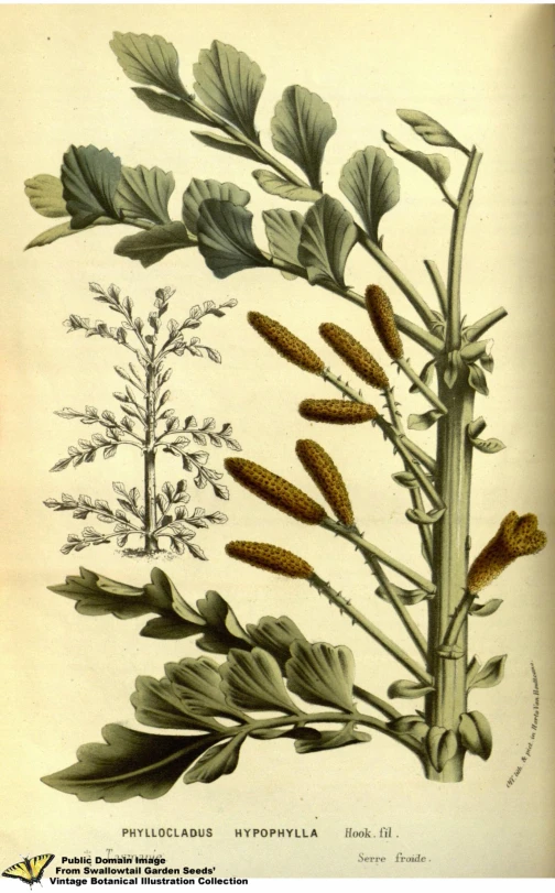 a vintage illustration of a plant with green leaves