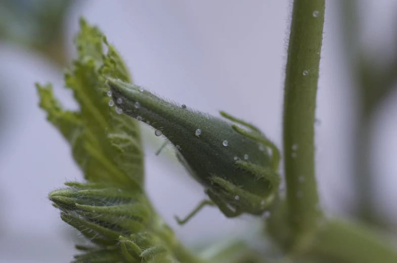 a closeup of some green leaves with water drops