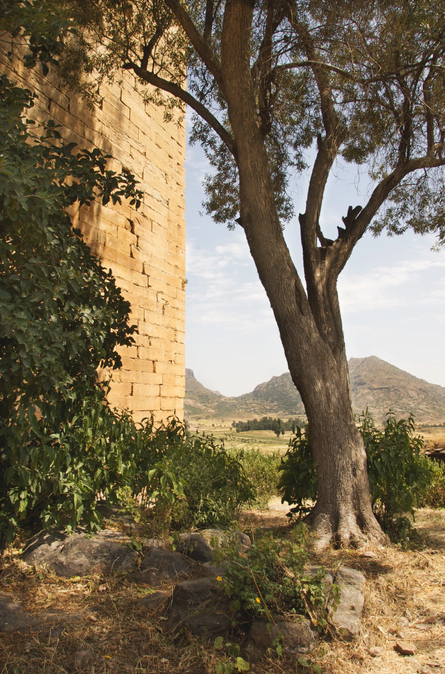 there is a tree and an old stone wall in the background