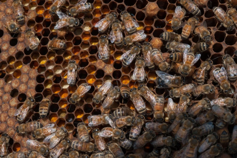 honeybees in the frame of a beehive