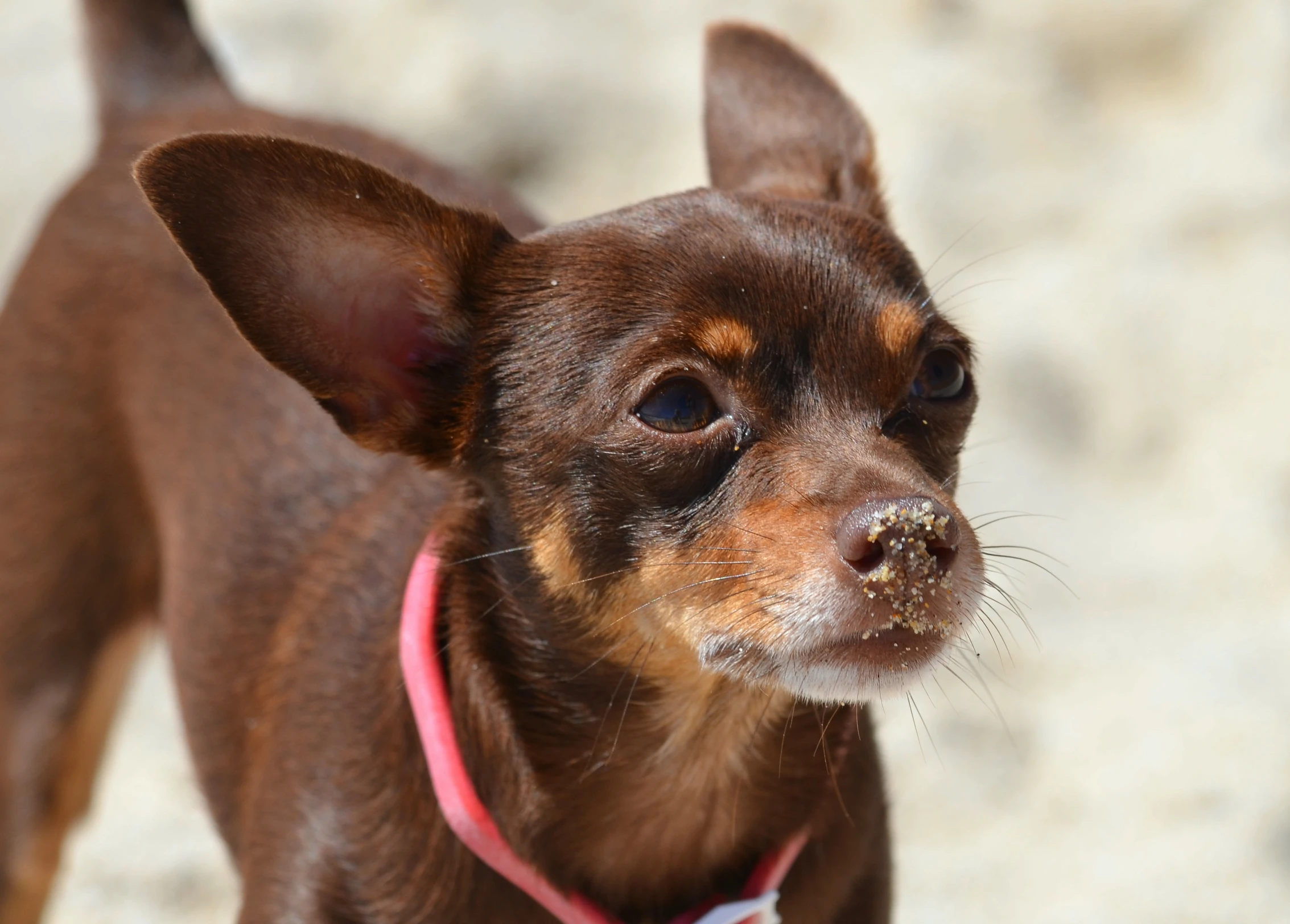 a brown dog with a pink collar standing in the sun