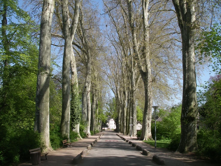 a bench lined tree lined street in a park