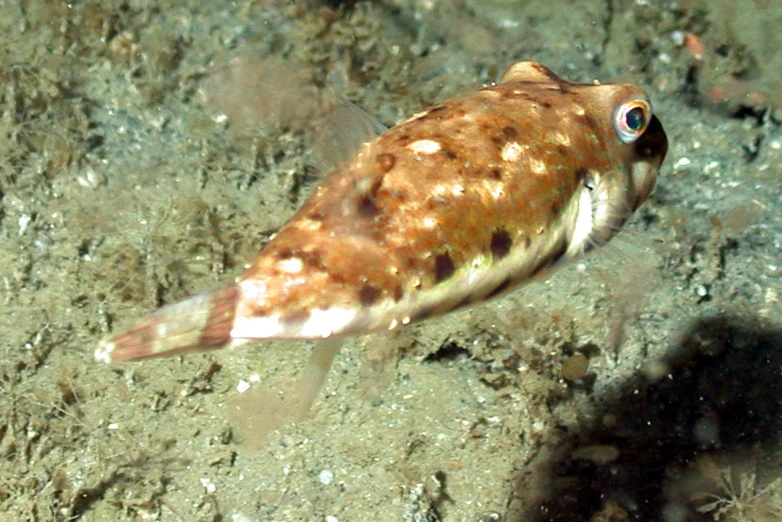 a small puffy fish on the water