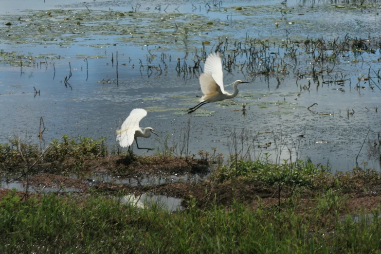 two white birds are flying low over the water