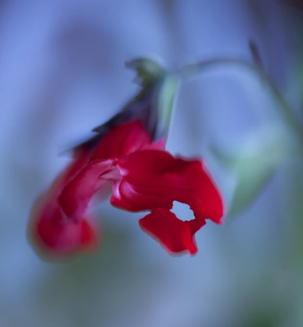 a red flower that is sticking out of some kind of stem