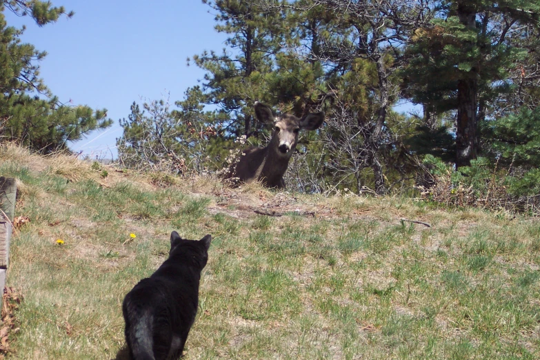 an animal on top of a hill looking at another animal