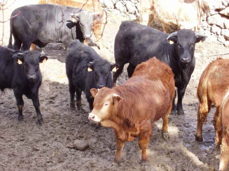 a herd of cattle standing next to each other