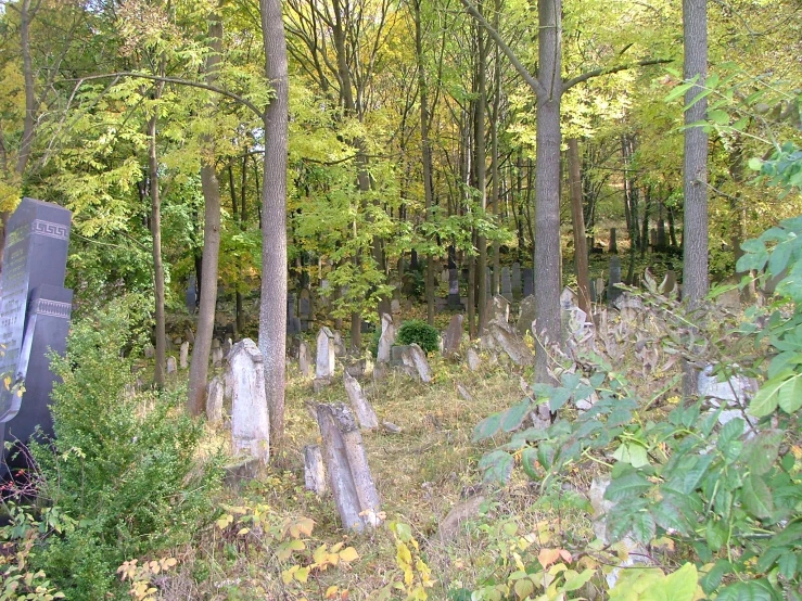 a cemetery with lots of trees surrounding it