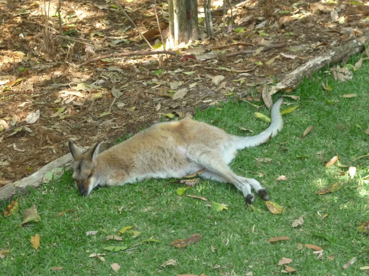 a kangaroo laying down in a grassy field