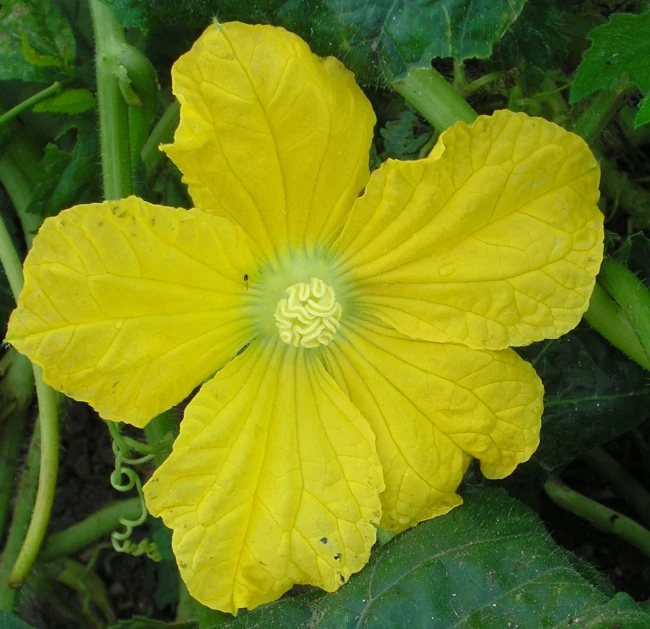 a yellow flower with an elaborate center in the middle