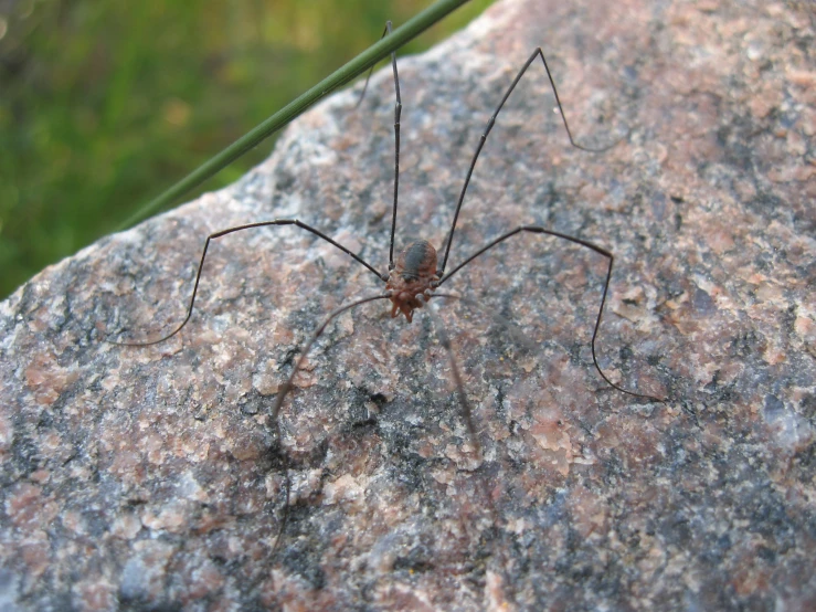 a large black insect with white legs and brown eyes on top of rocks