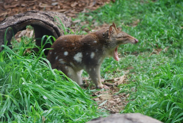 a small, brown and white animal yawns in a green field