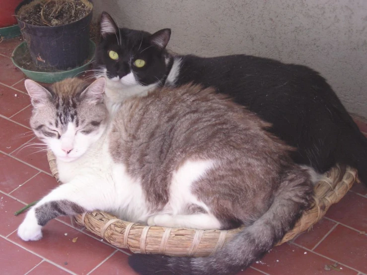 two cats sitting next to each other on top of a bed