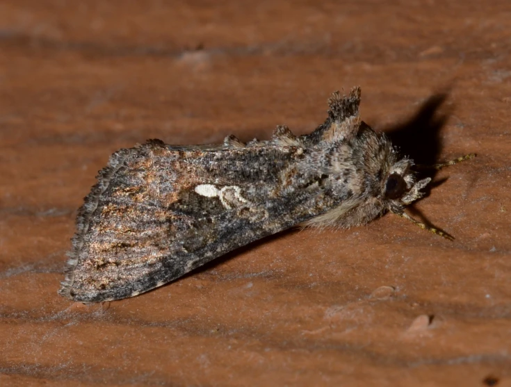 a black and brown moths on some dirt