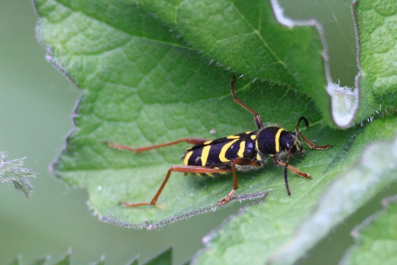 an insect is sitting on top of a green leaf