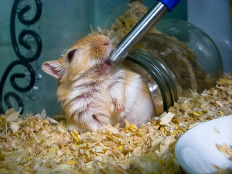 a small hamster is shown in its cage