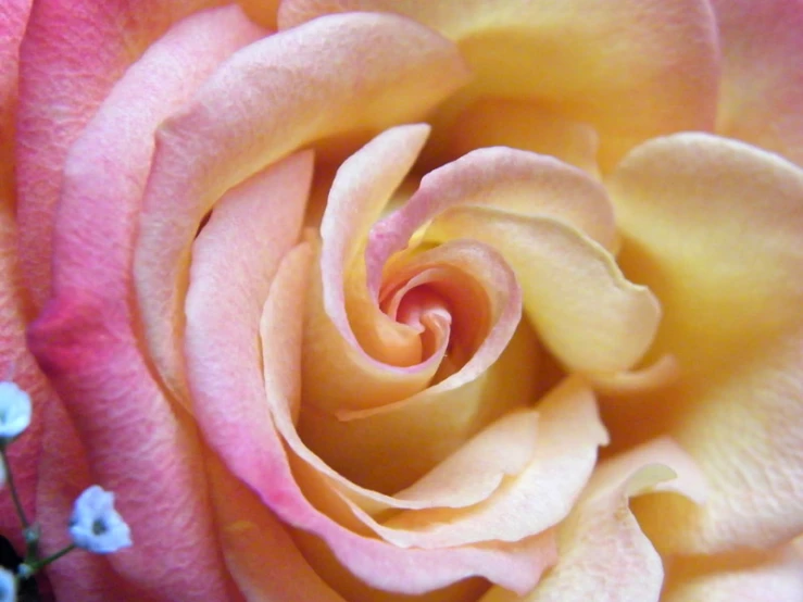 a pink rose with cream and blue flowers