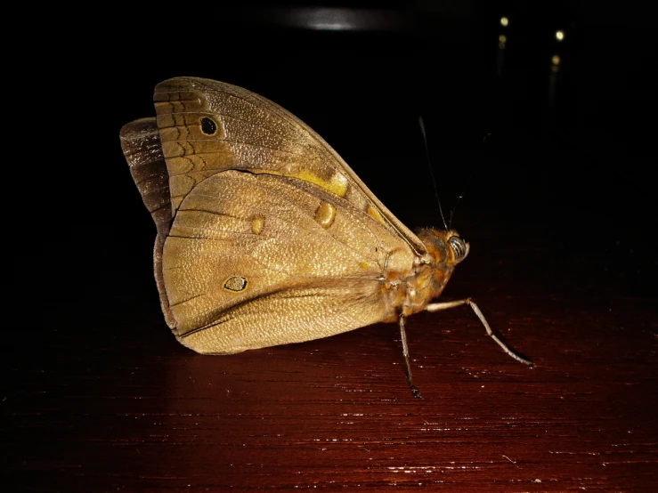 an orange and brown erfly sitting on a wooden surface